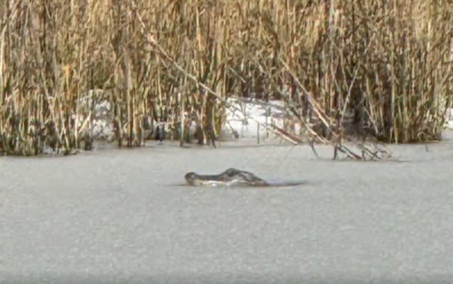 Alligator Freezes in South Carolina Pond During Rare Southern Snowstorm