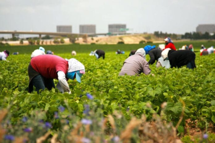 Can America’s Food Supply Survive Without Immigrant Workers?