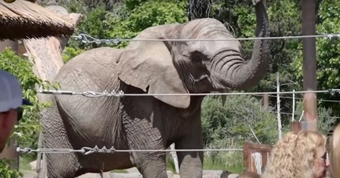 Colorado Court’s Groundbreaking Ruling: Why Elephants Can’t Fight for Freedom in Court