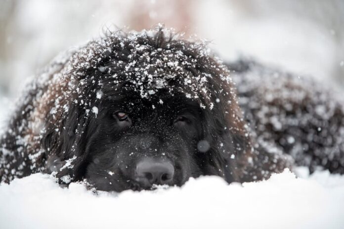 Meet Chewy: The Newfoundland Who Lives for Snow Days!