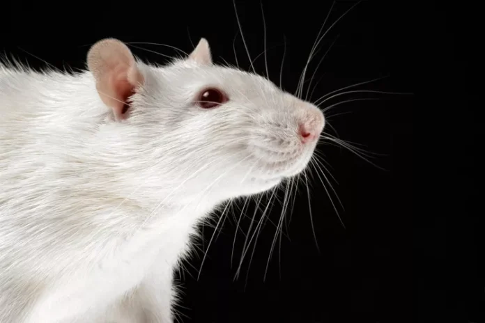 Rats Feast on Marijuana in Houston Police Evidence Room Amid Years-Long Backlog