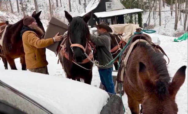 Heroic Mules That Aided Hurricane Helene Relief Tragically Killed in Crash