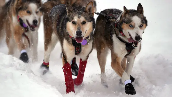 Iditarod 2025 Forced to Move—Here’s Why Mushers Are Rerouting