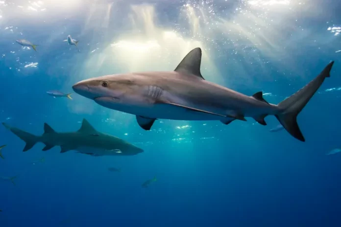 Tragic Shark Attack in the Bahamas: American Tourists Hurt, One Seriously